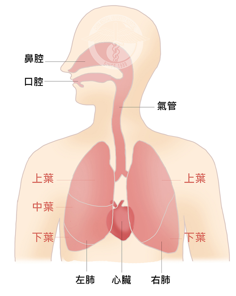 胸腔外科 方信元醫師