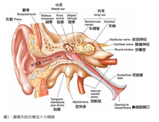 圖1:聽覺系統的構造十分精細