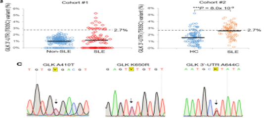 Genomic sequencing and functional analyses identify MAP4K3/GLK germline and somatic variants associated with systemic lupus erythematosus img