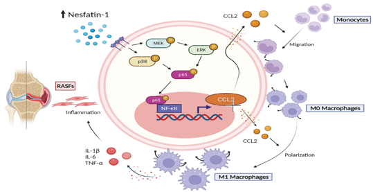 Nesfatin-1 Stimulates CCL2-dependent Monocyte Migration And M1 Macrophage Polarization: Implications For Rheumatoid Arthritis Therapy img