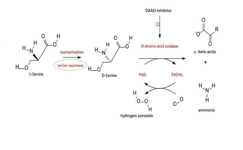 Targeting D-Amino Acid Oxidase (DAAO) for the Treatment of Schizophrenia: Rationale and Current Status of Research img